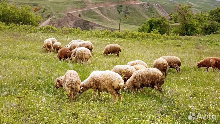 Овцы бараны ягнята