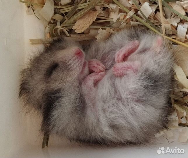 Сирийские хомячки