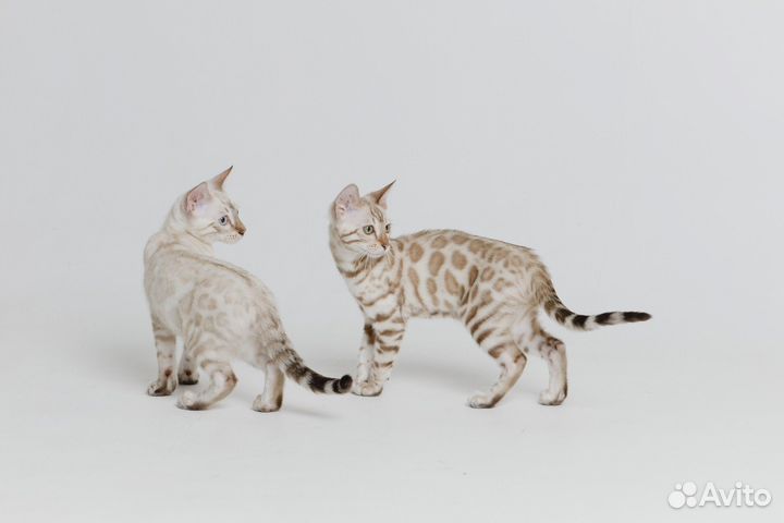 Бенгальские котята
