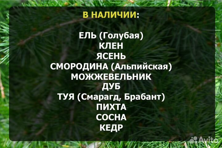 Ель зеленая из питомника 95 - 150 см