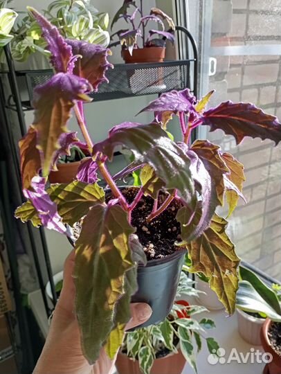 Гинура синяя птица