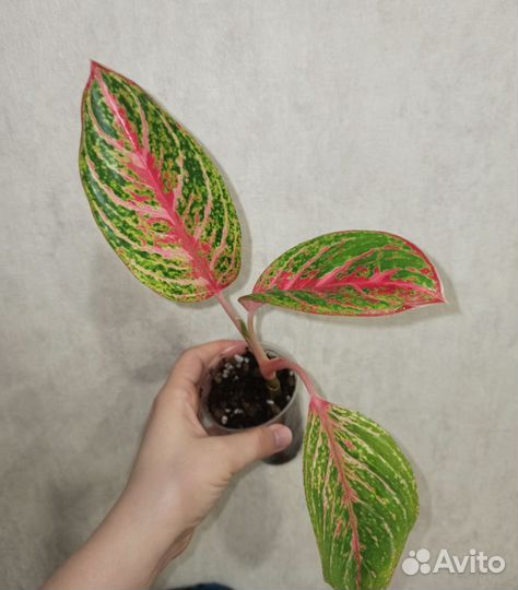 Аглаонема Роуз Нерф