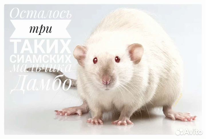 Гималайские крысята Дамбо