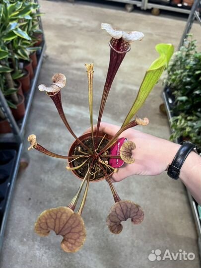 Мухоловка, непентос, саррацения. Хищник