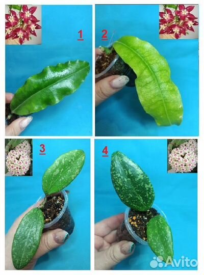 Хойи C-D-E-J-H-I-K-S-V-W Хойя