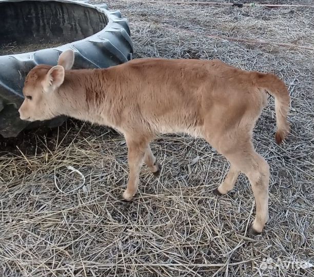 Телочка джерсейская