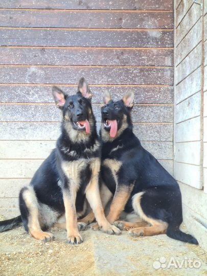 Подрощенные Девочки но