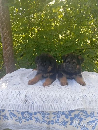 Продаются щенки немецкой овчарки