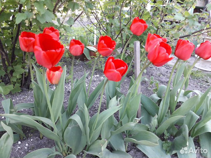 Тюльпаны луковицы