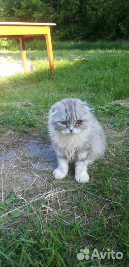Отдам бесплатно