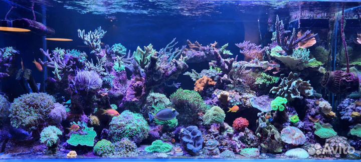 Живые кораллы