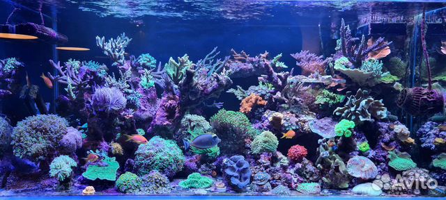 Живые кораллы