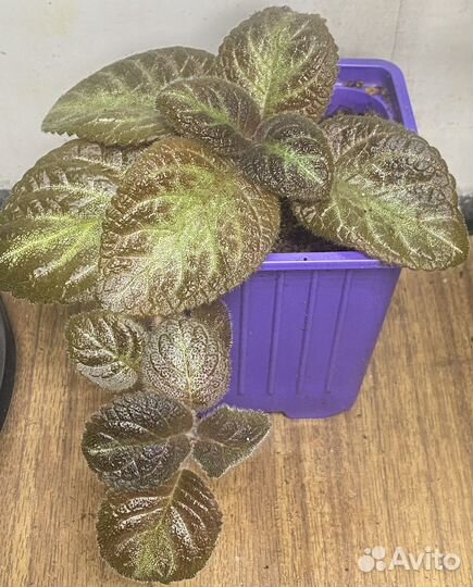 Эписции сортовые