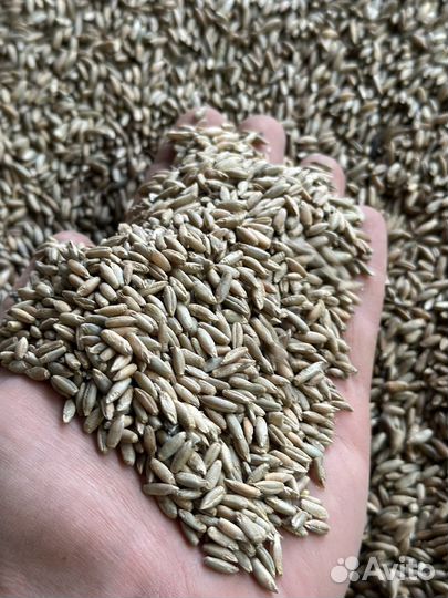 Рожь продовольственная