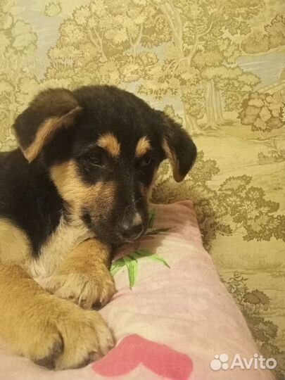 Щенок мальчик в добрые руки