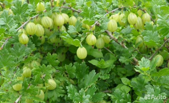 Саженцы крыжовника Родник