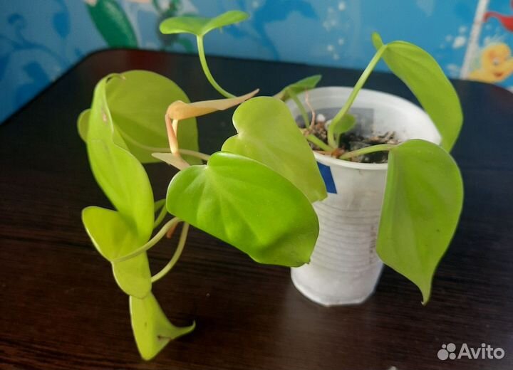 Филодендроны