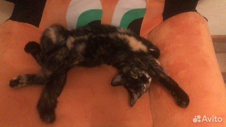 Отдам кошечку