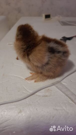 Цыплята породы брама