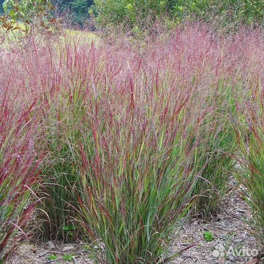 Просо прутьевидное