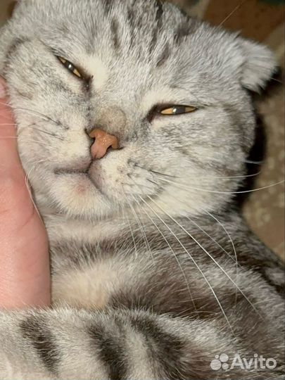 Кошка вислоухая