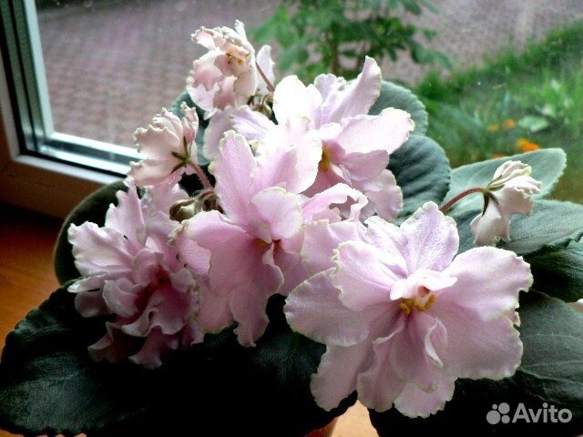 Цветущие сортовые фиалки, детки, укорененный лист