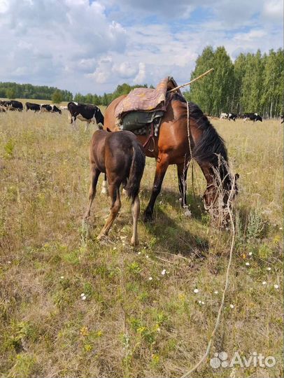 Лошадь с жеребенком