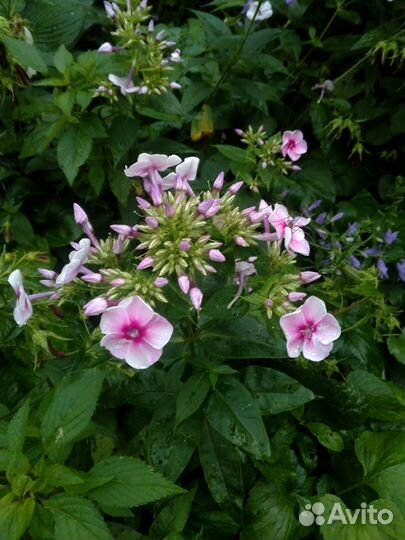 Лилейник, флокс Могучий и Девичий румянец