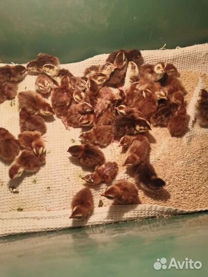 Инкубационное яйцо