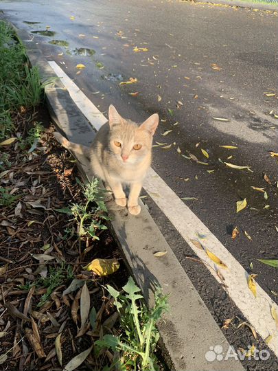 Котик в добрые руки, живет возле автозаправки