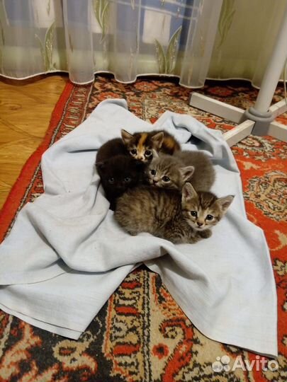 Отдам бесплатно