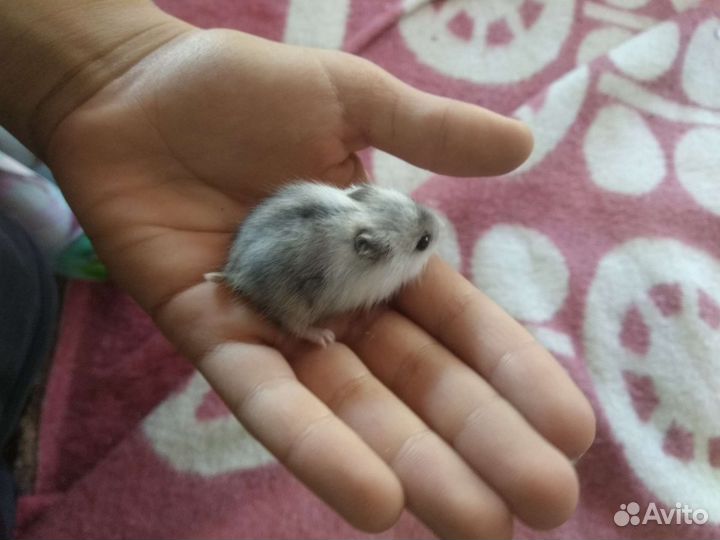 Джунгарский хомяк бесплатно