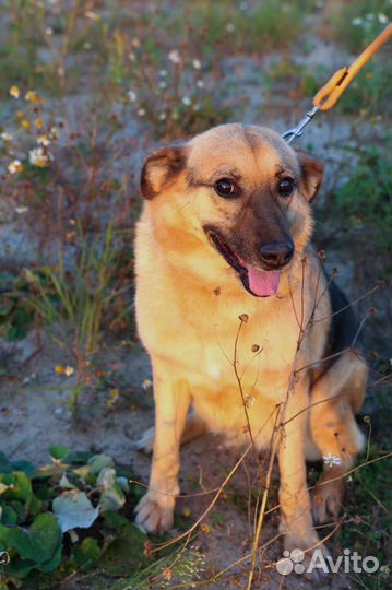 Собаки в дар