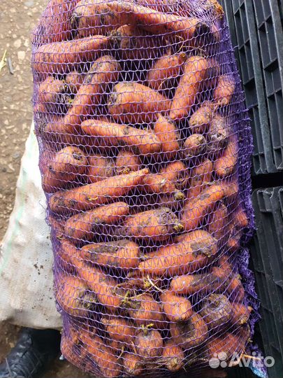 Картофель на корм животным