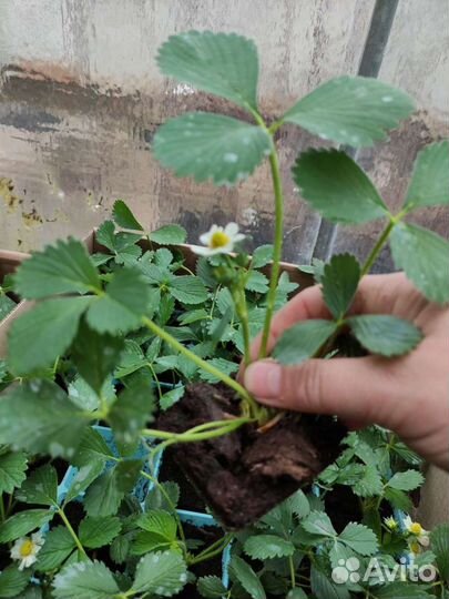 Саженцы клубники