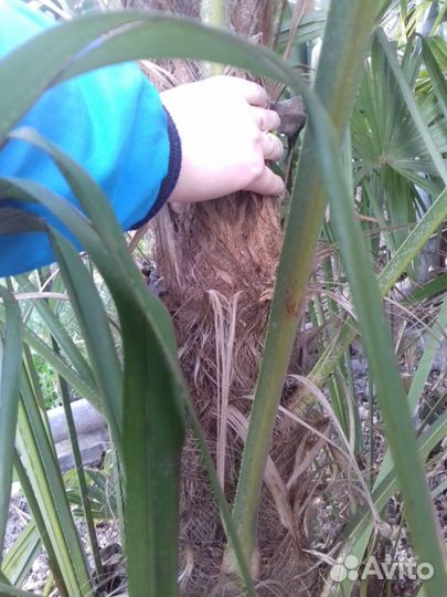 Продам пальмы Трахикарпус Форчуна