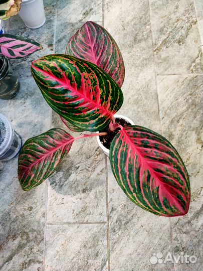 Аглаонема 7 сортов