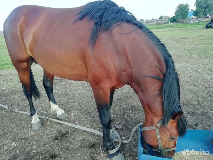 Мерин вороной обучен вынослив жеребец 3,6 г
