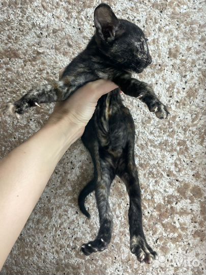 Ориентальные котята