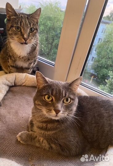 Передержка кошек