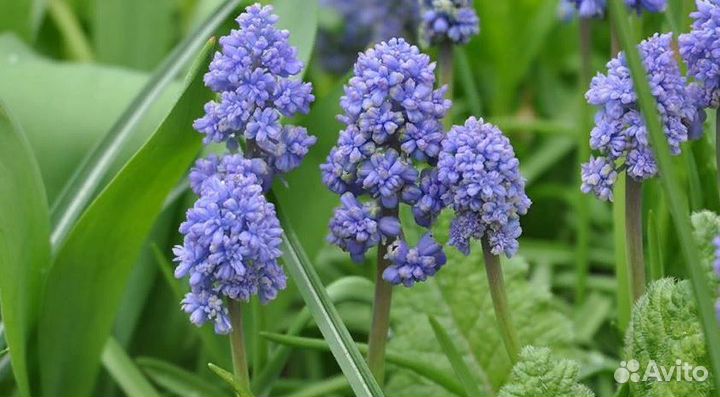 Мышиный гиацинт или мускари