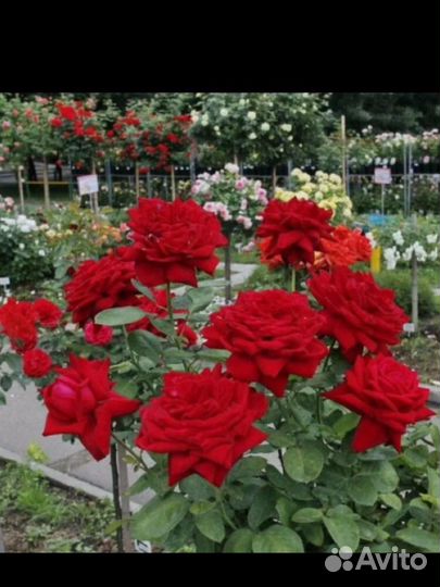 Розы крупноцветковые весна'24 - 8 сортов