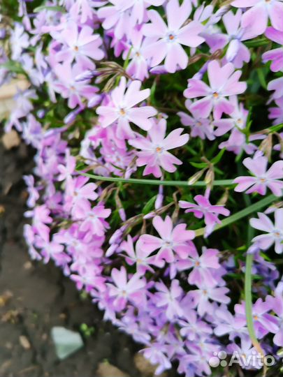 Флокс шиловидный