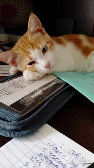 Котик бесплатно