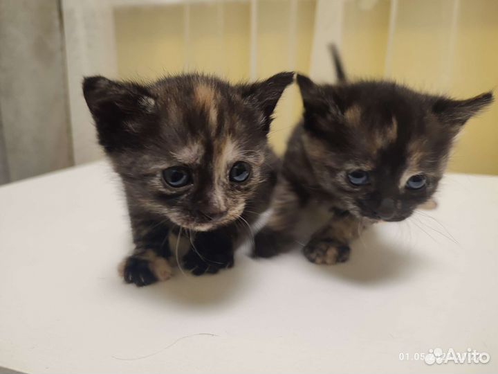 Котята отдам бесплатно
