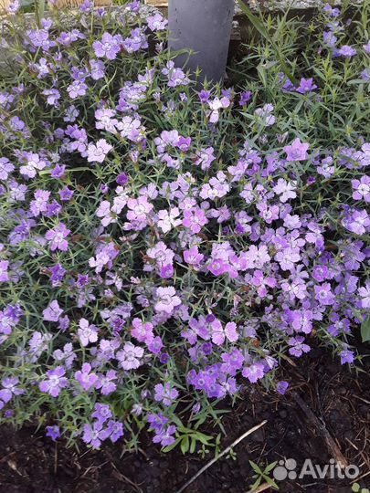 Многолетние цветы