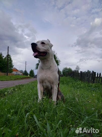 Вязка мальчик аст