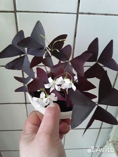 Оксалисы разные