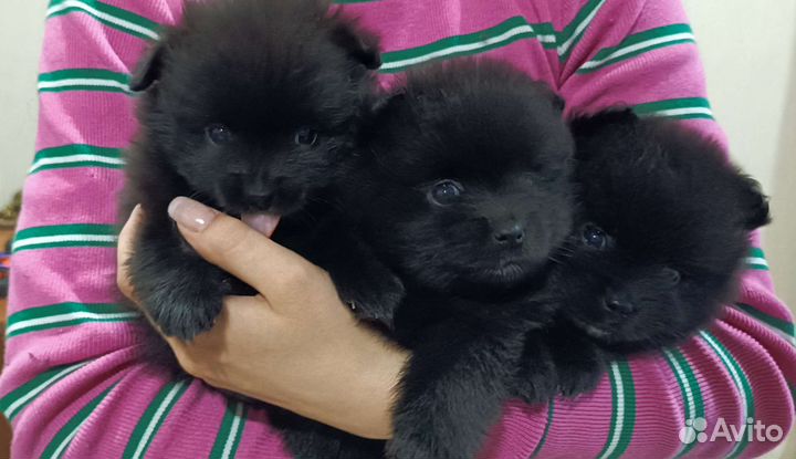 Померанский шпиц