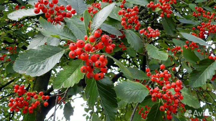 Рябина Промежуточная